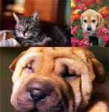 pets