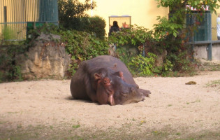 rundfunk tiere_hippo