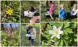 Frühblüher